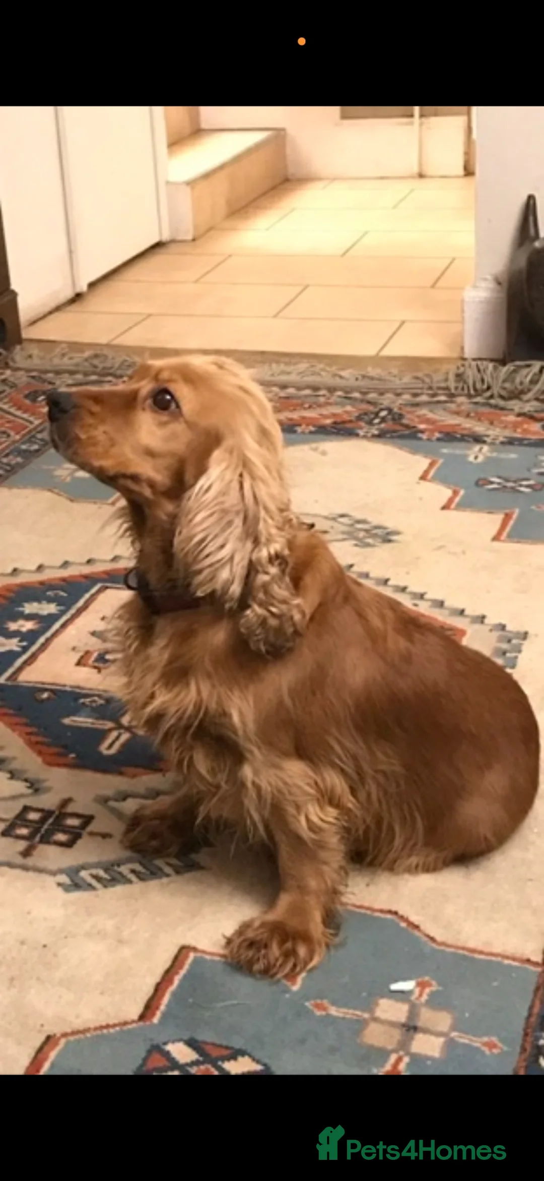 Cockapoo dogs for sale: F1 Cockapoo Puppies - Advert 12