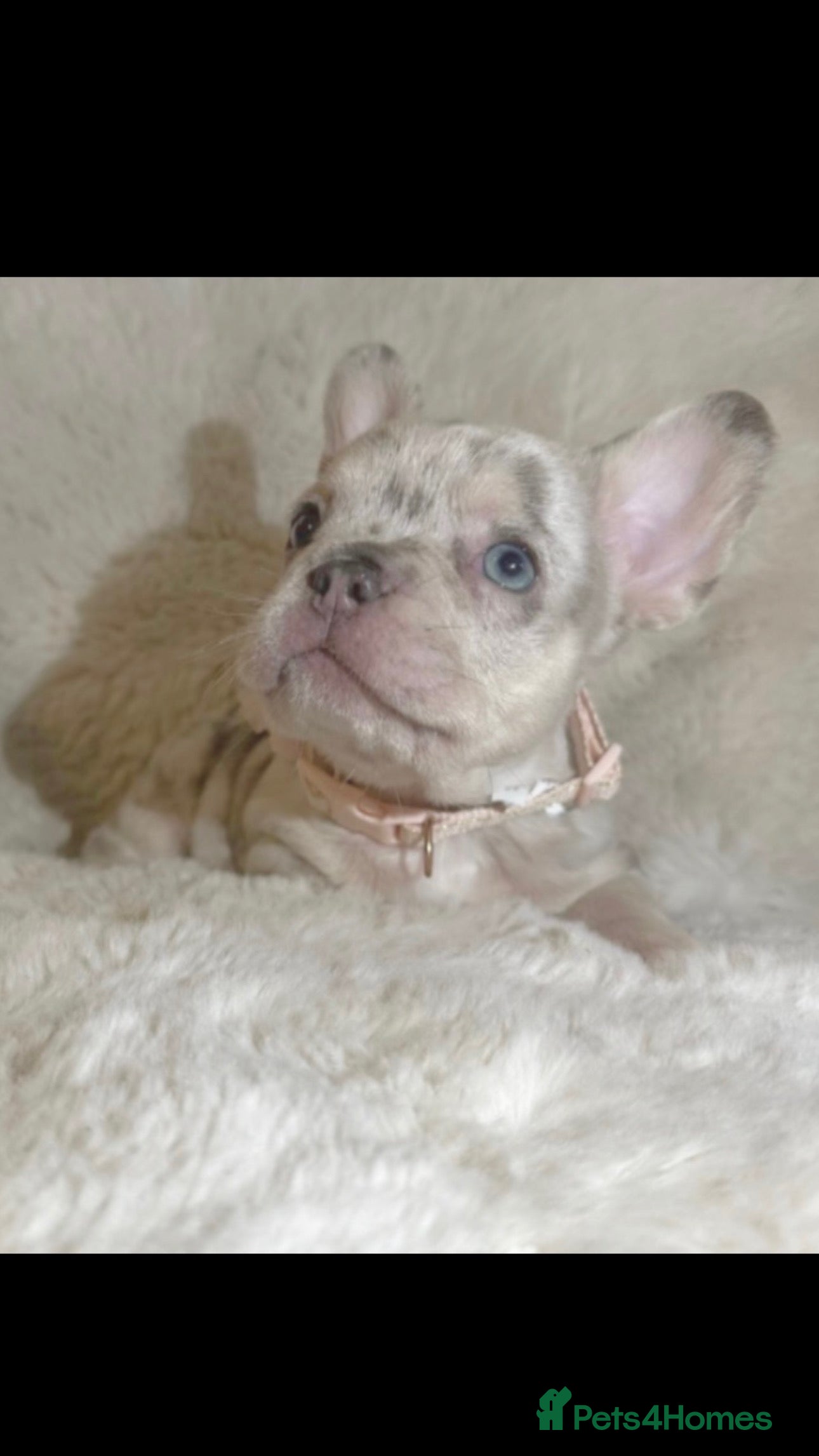 French Bulldog dogs Beautiful French Bulldog Puppies Available  - Advert 9