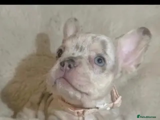 French Bulldog dogs Beautiful French Bulldog Puppies Available - Advert 9