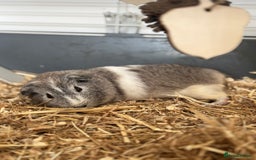 Guinea Pig rodents for sale: Bambi - Image 2