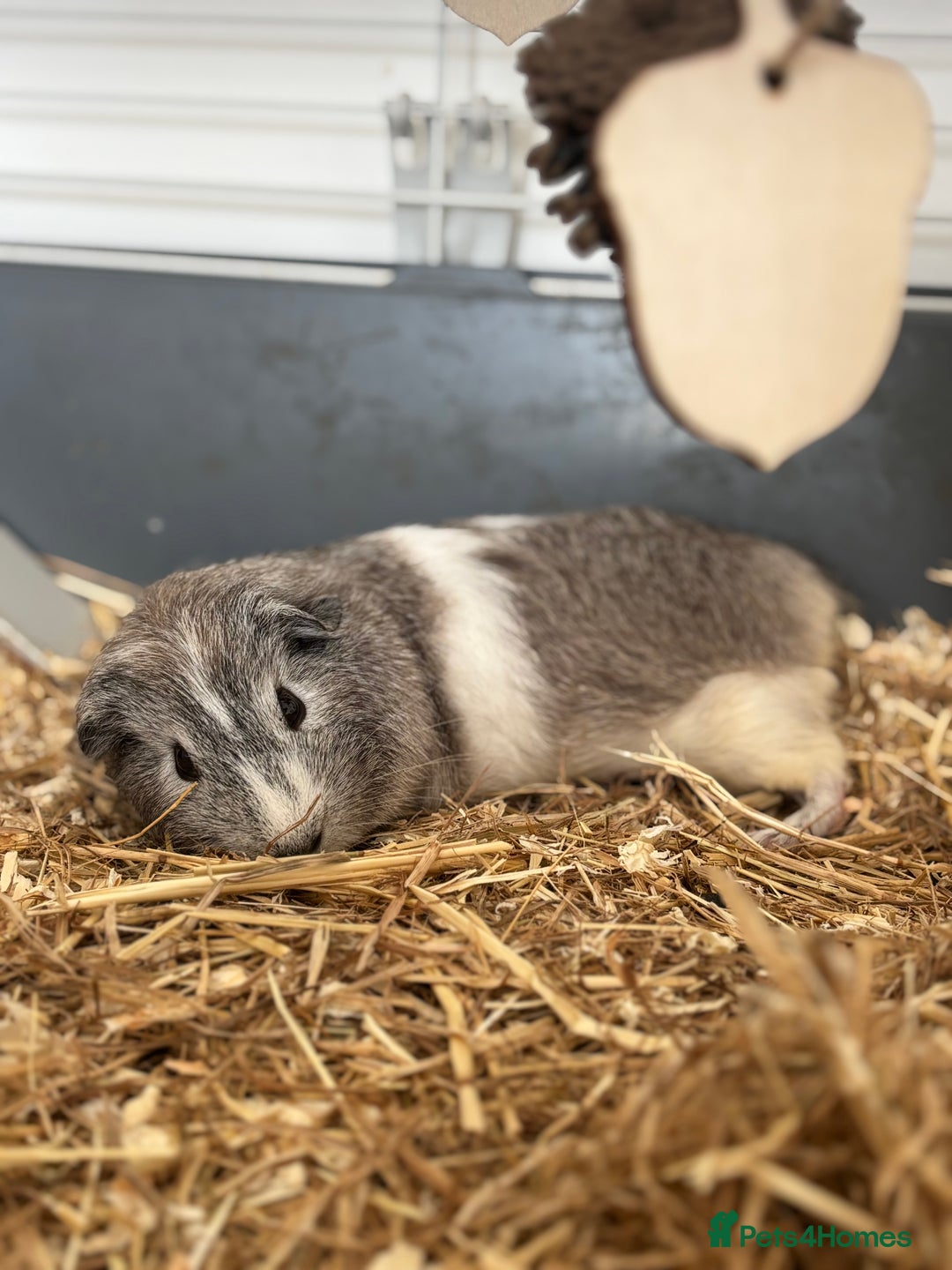 Guinea Pig rodents for sale: Bambi - Image 2