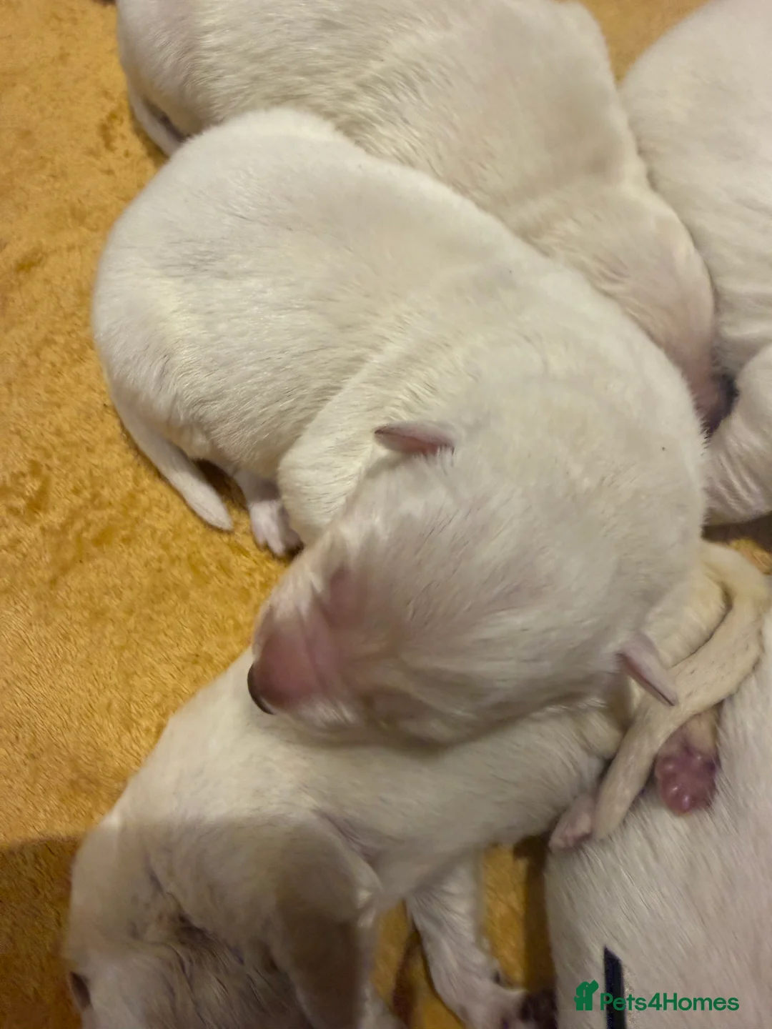 German Shepherd dogs for sale: Stunning ICE white KC long haired GSD pups  in Ripon - Advert 39