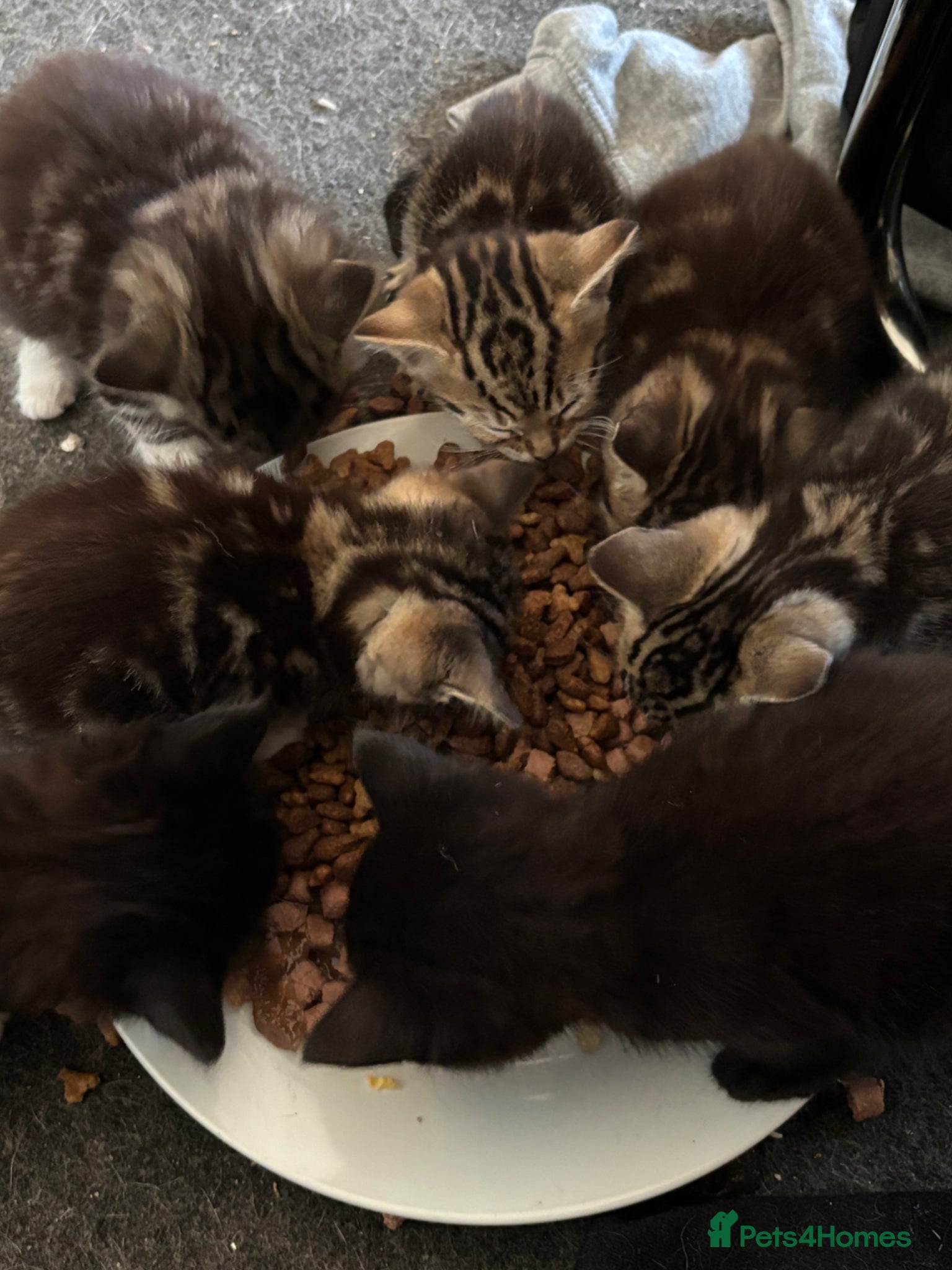 Domestic Shorthair cats 7 Kittens for Sale - Advert 3
