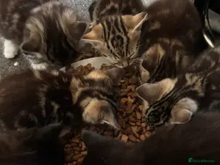 Domestic Shorthair cats 7 Kittens for Sale - Advert 3