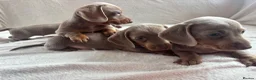 Miniature Dachshund dogs for sale: Miniature dachshund  - Advert 10