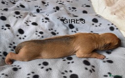 Rhodesian Ridgeback dogs for sale: Rhodesian Ridgeback puppies  - Image 7