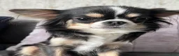 Chihuahua dogs for sale: KC LONG HAIRED CHIHUAHUA  - Advert 13