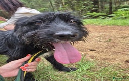 Mixed Breed dogs for adoption: Micky - Norwich Norfolk  - Image 9