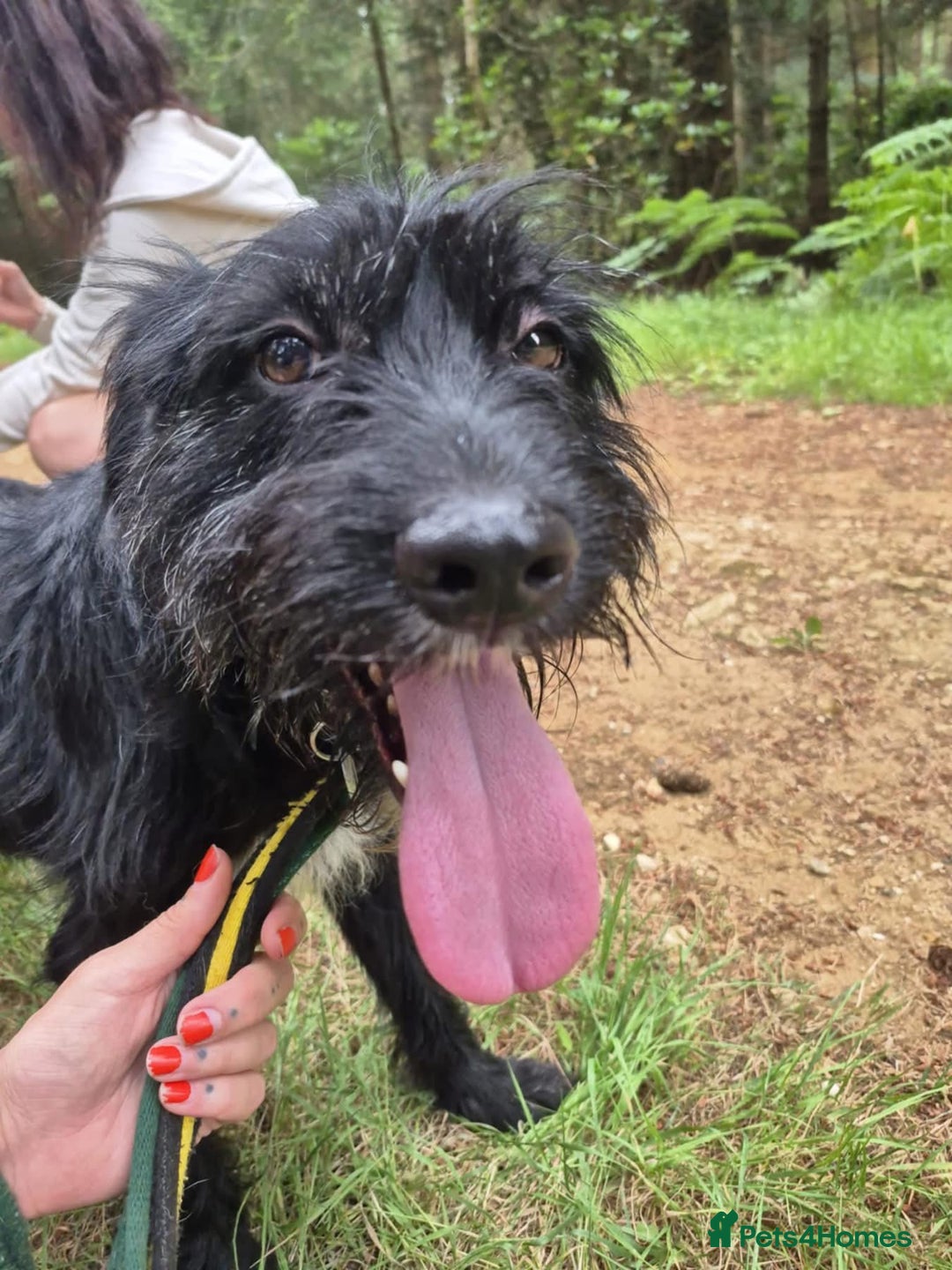 Mixed Breed dogs for adoption: Micky - Norwich Norfolk  - Image 9