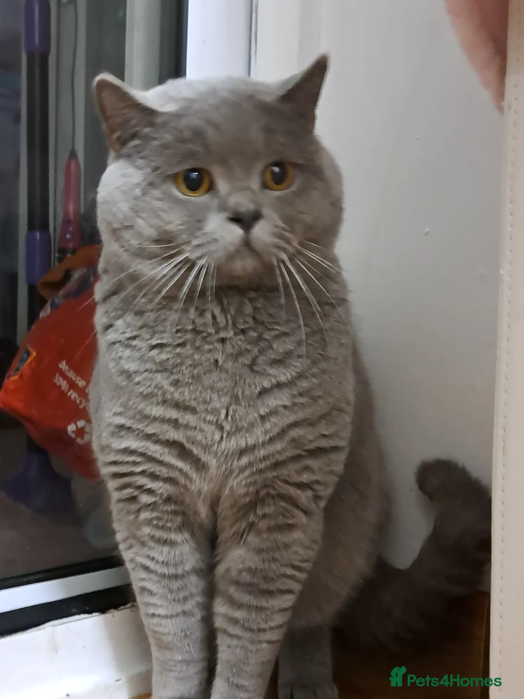 British Shorthair cats for stud: GCCF Registered Active, Blue Cat For Stud. in Sheffield - Advert 24