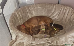 Dachshund dogs for sale: Dachshund Puppies for sale  - Image 10