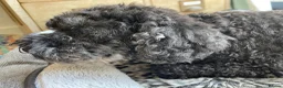 Toy Poodle dogs for sale: DOCILE CUTIE FOR SALE - Advert 13