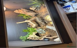 Bearded Dragon reptiles for sale: Bearded dragon and full setup for sale - Image 3