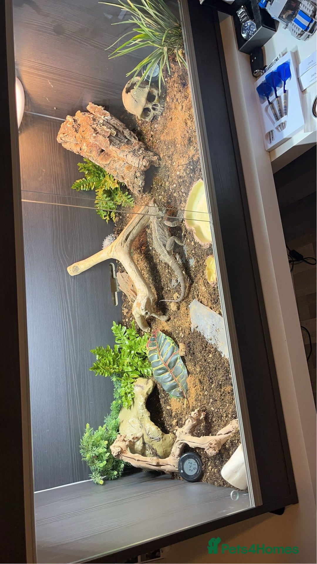 Bearded Dragon reptiles for sale: Bearded dragon and full setup for sale - Image 3