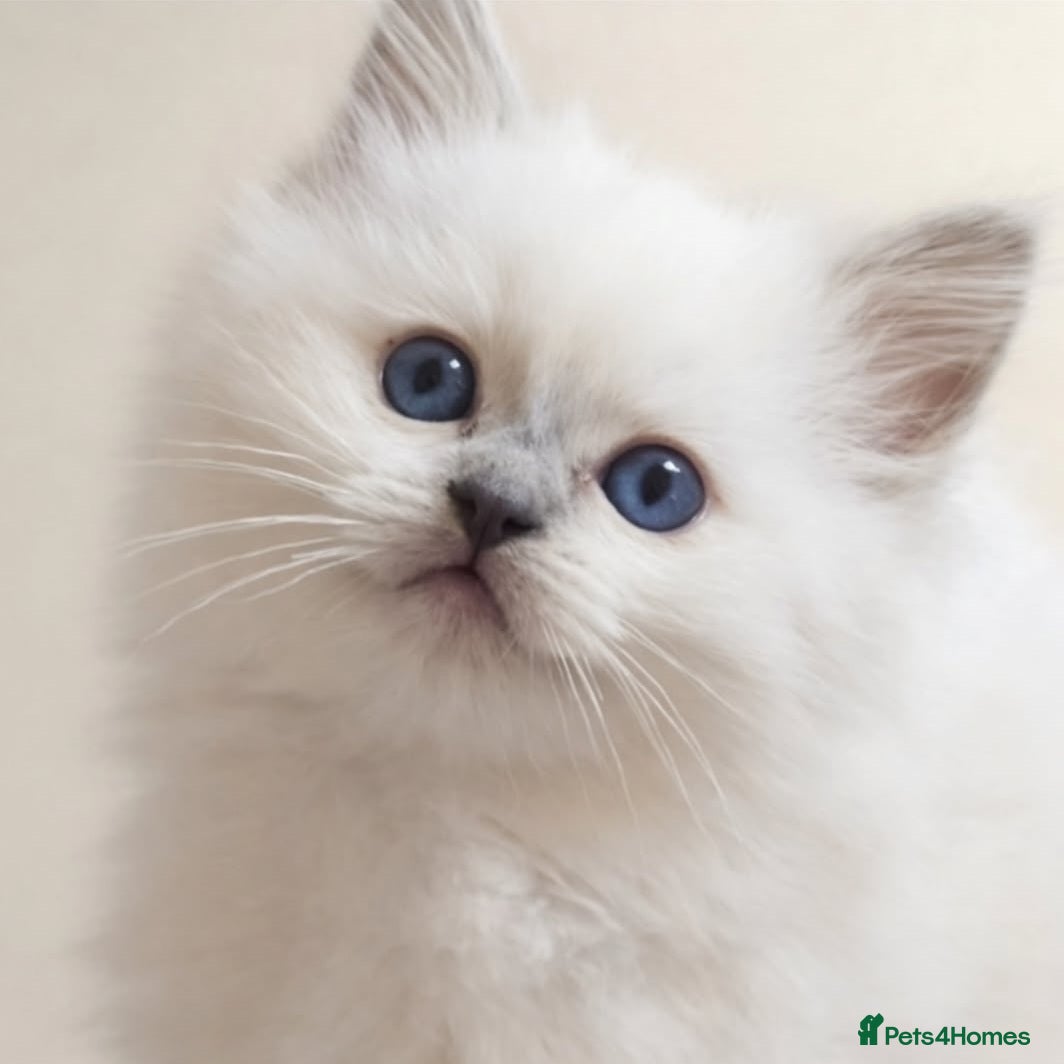 Ragdoll cats Lilac ragdoll males - Advert 7