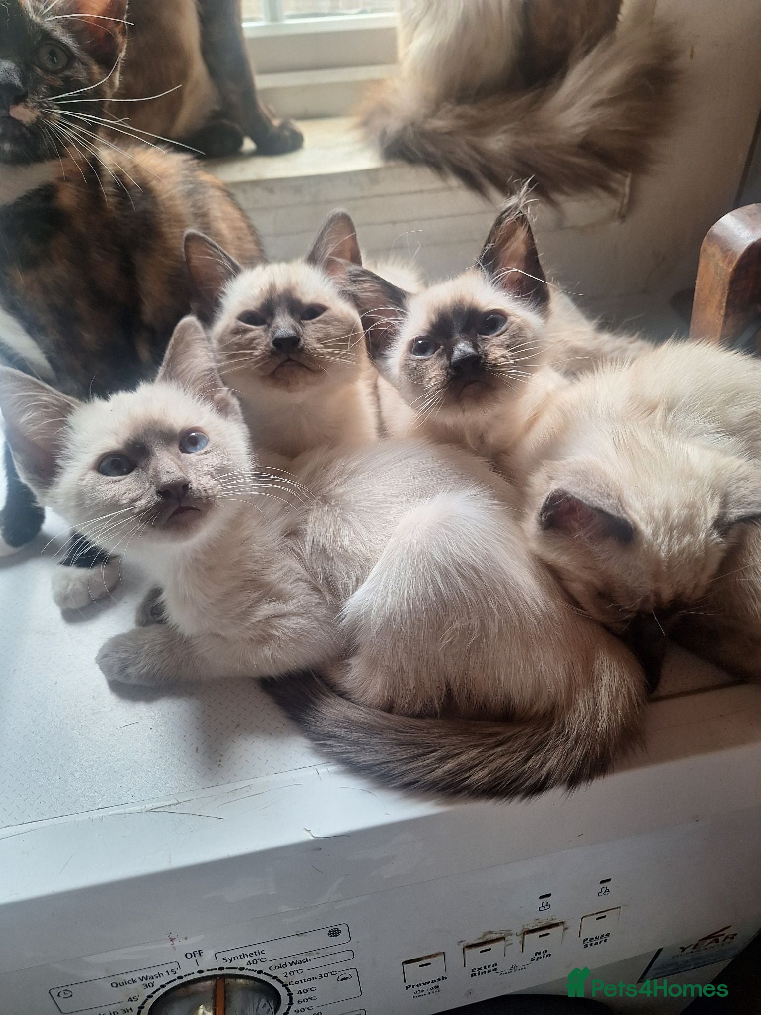 Siamese cats 4 pure breed simese seal point kittens/therapy pet - Advert 11