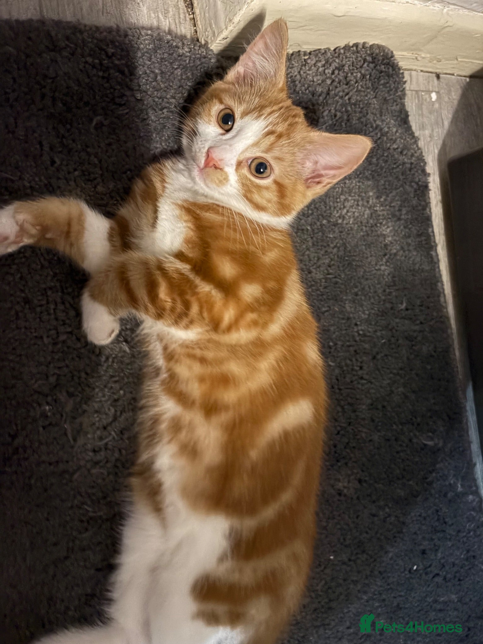 Mixed Breed cats Kitten ready to find homes  - Advert 16