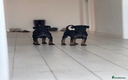 Belgian Shepherd Dog dogs for sale: Dutch Herder Puppies - Advert 4