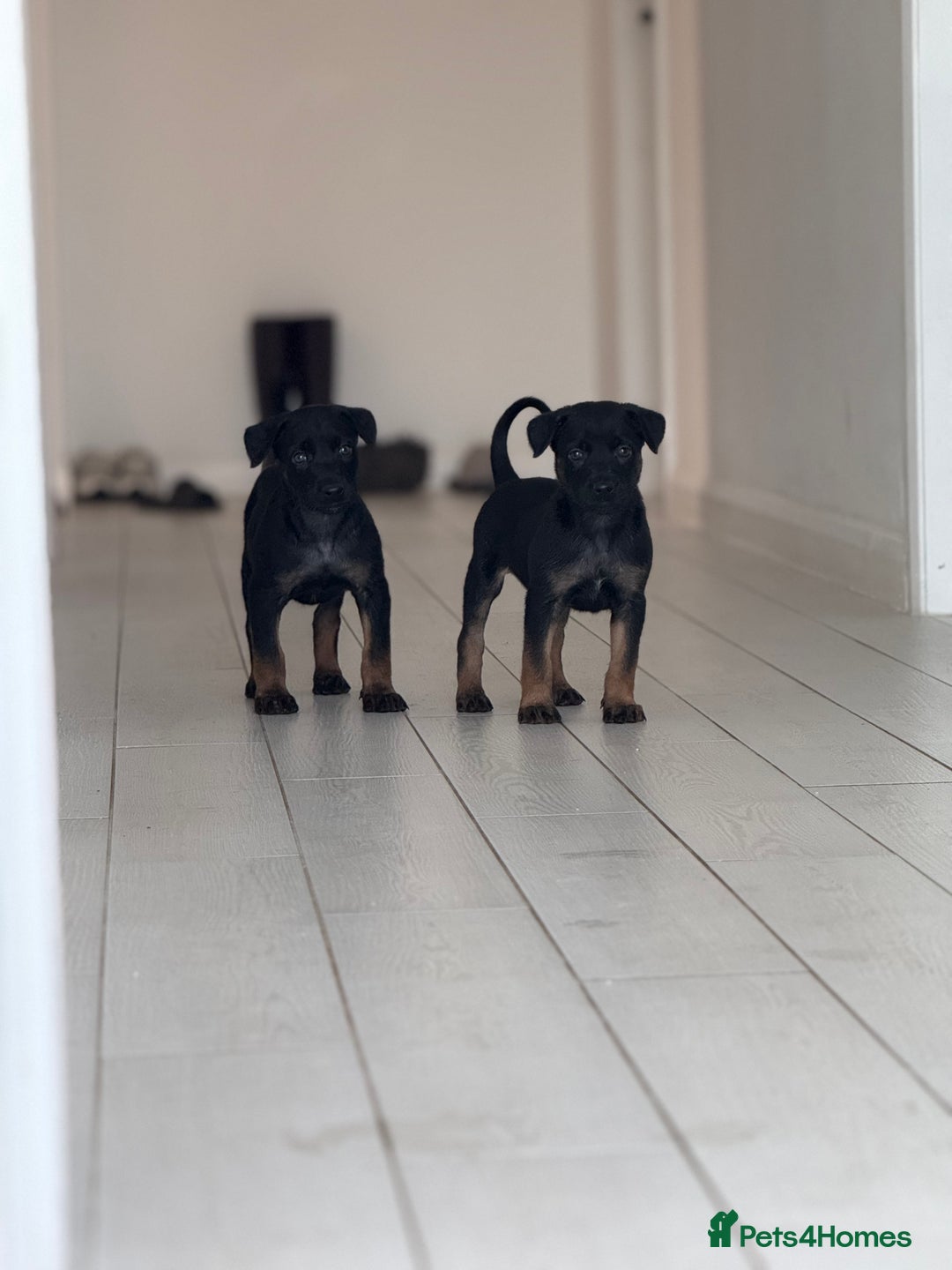 Belgian Shepherd Dog dogs for sale: Dutch Herder Puppies - Advert 4