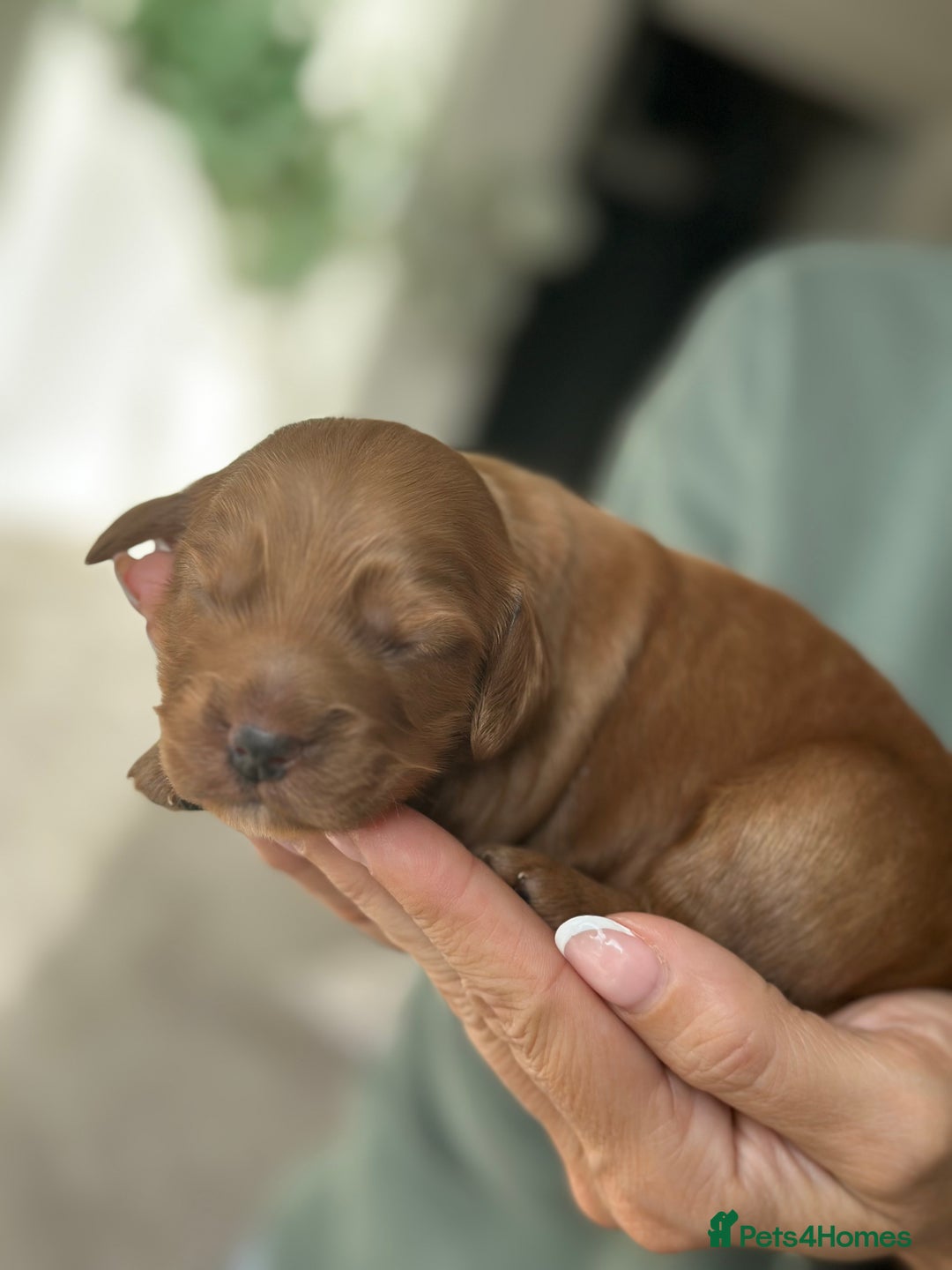 Cockapoo dogs for sale: Stunning F2 DNA health tested Cockapoo puppies  - Image 7