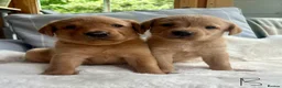 Labrador Retriever dogs for sale: kC reg fox red labs FTCH sired - Advert 12