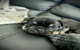 French Bulldog dogs for sale: Gorgeous Puppies ready to be reserved  - Image 21