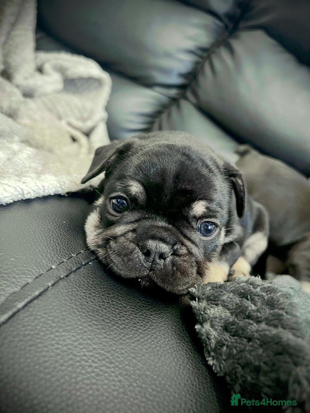 French Bulldog dogs for sale: Gorgeous Puppies ready to be reserved  - Image 21