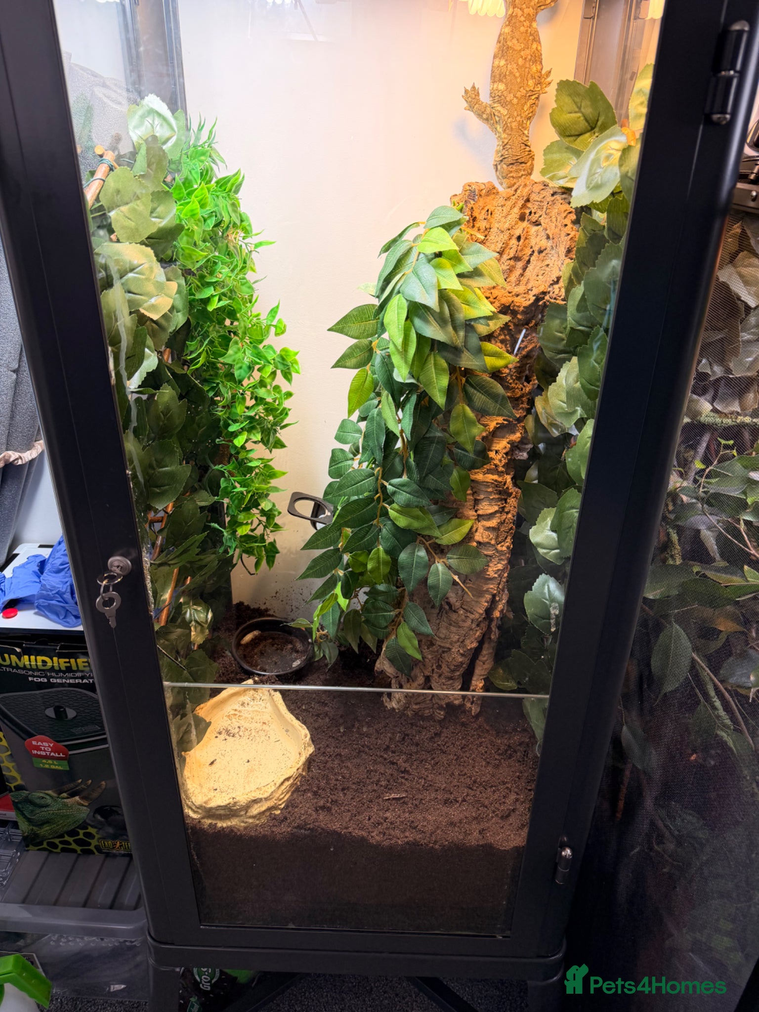 Mixed Breed reptiles for sale: Leachieanus geckos breeding pair  - Advert 4
