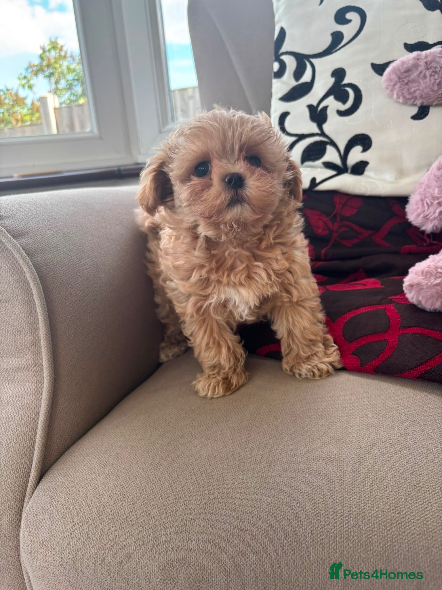Maltipoo dogs Tiny F1 Asian maltipoo✨  - Advert 12