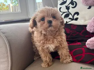 Maltipoo dogs Tiny F1 Asian maltipoo✨ - Advert 12