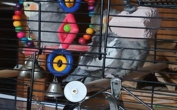 Cockatiels birds for sale: Cockatiels  - Image 3