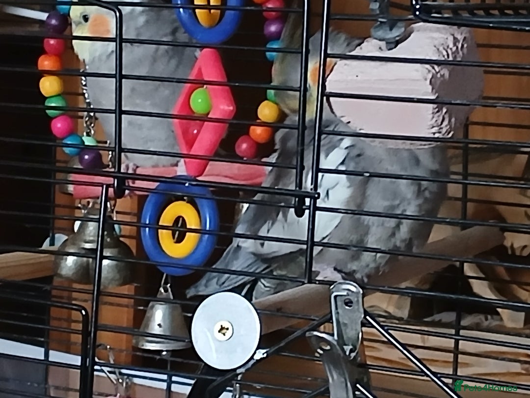 Cockatiels birds for sale: Cockatiels  - Image 3