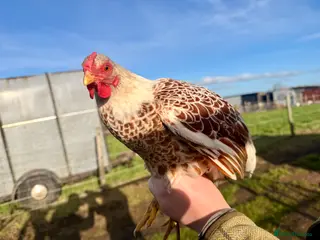 Chickens poultry Wyandotte Bantam Point of Lay - Advert 10
