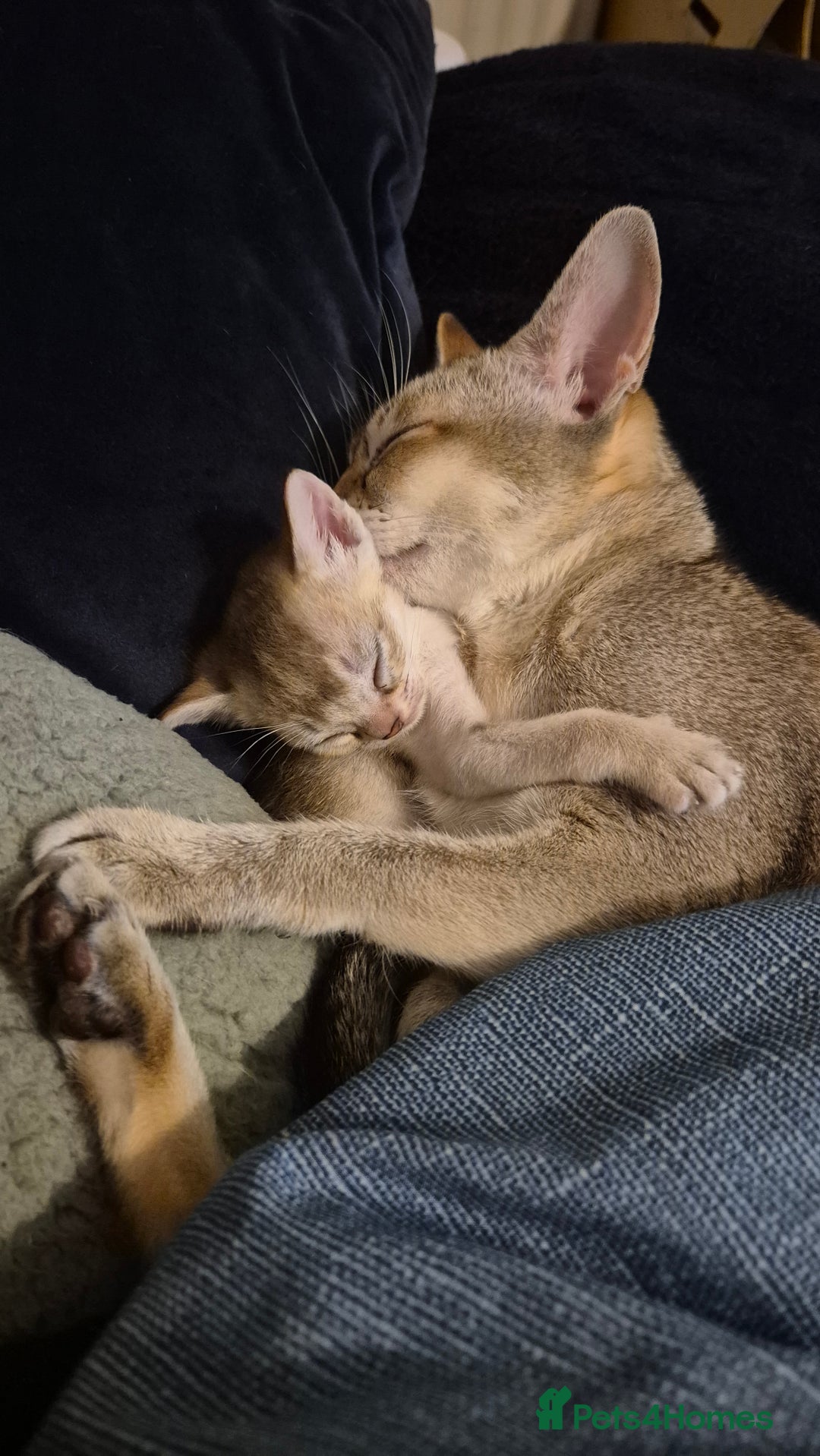 Singapura cats for sale: ⚜️TICA registered Singapura kittens  - Advert 12