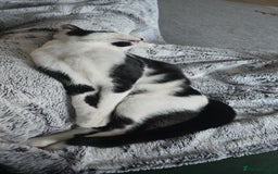 British Shorthair cats for sale: Male approx 6 months black & white - Image 5
