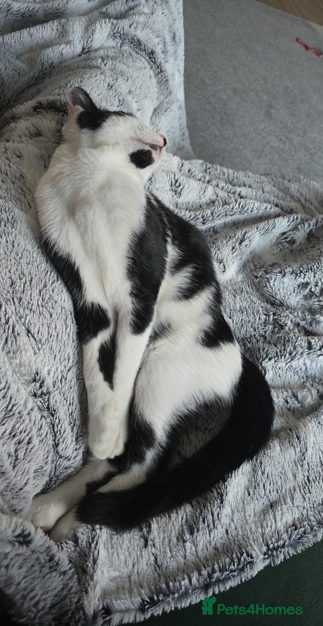 British Shorthair cats for sale: Male approx 6 months black & white - Image 5