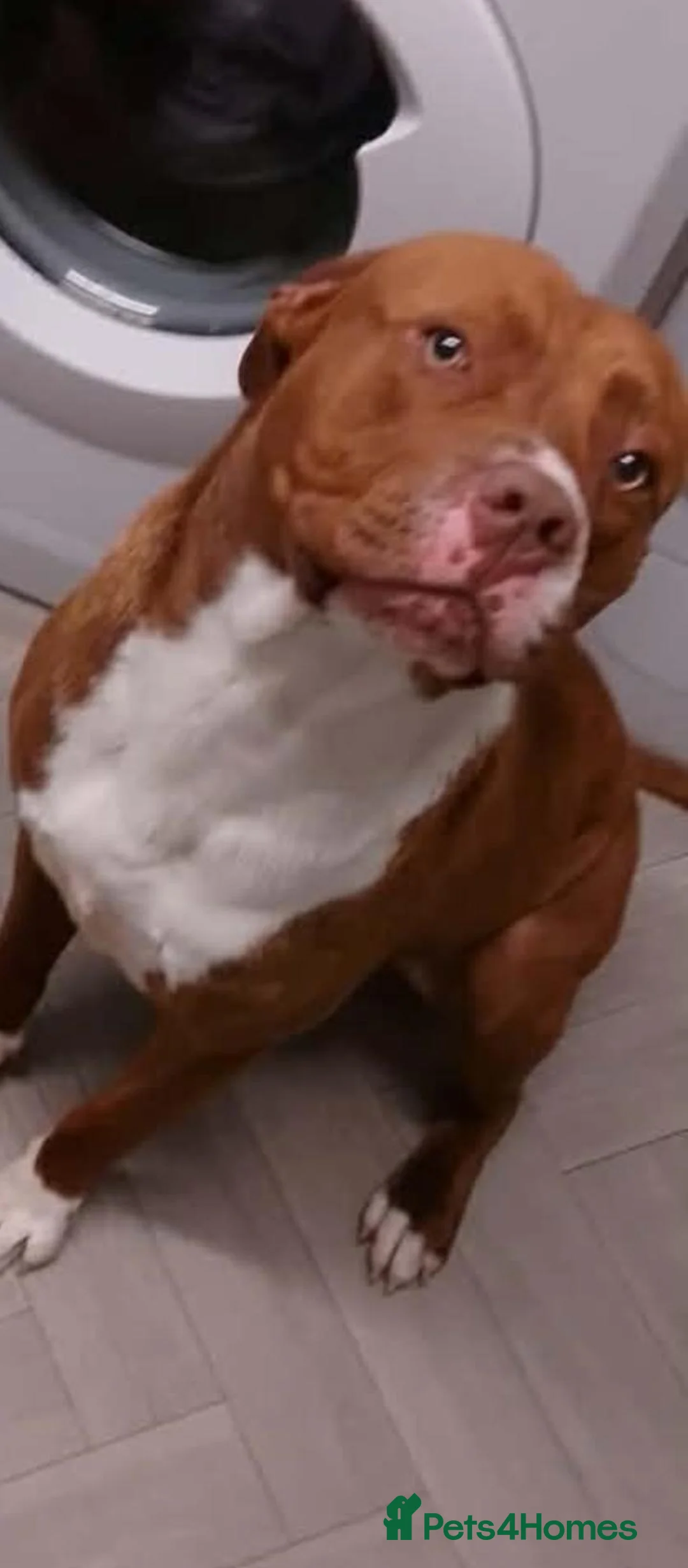 American Bulldog dogs for sale: American bulldog just over a year old  - Advert 2