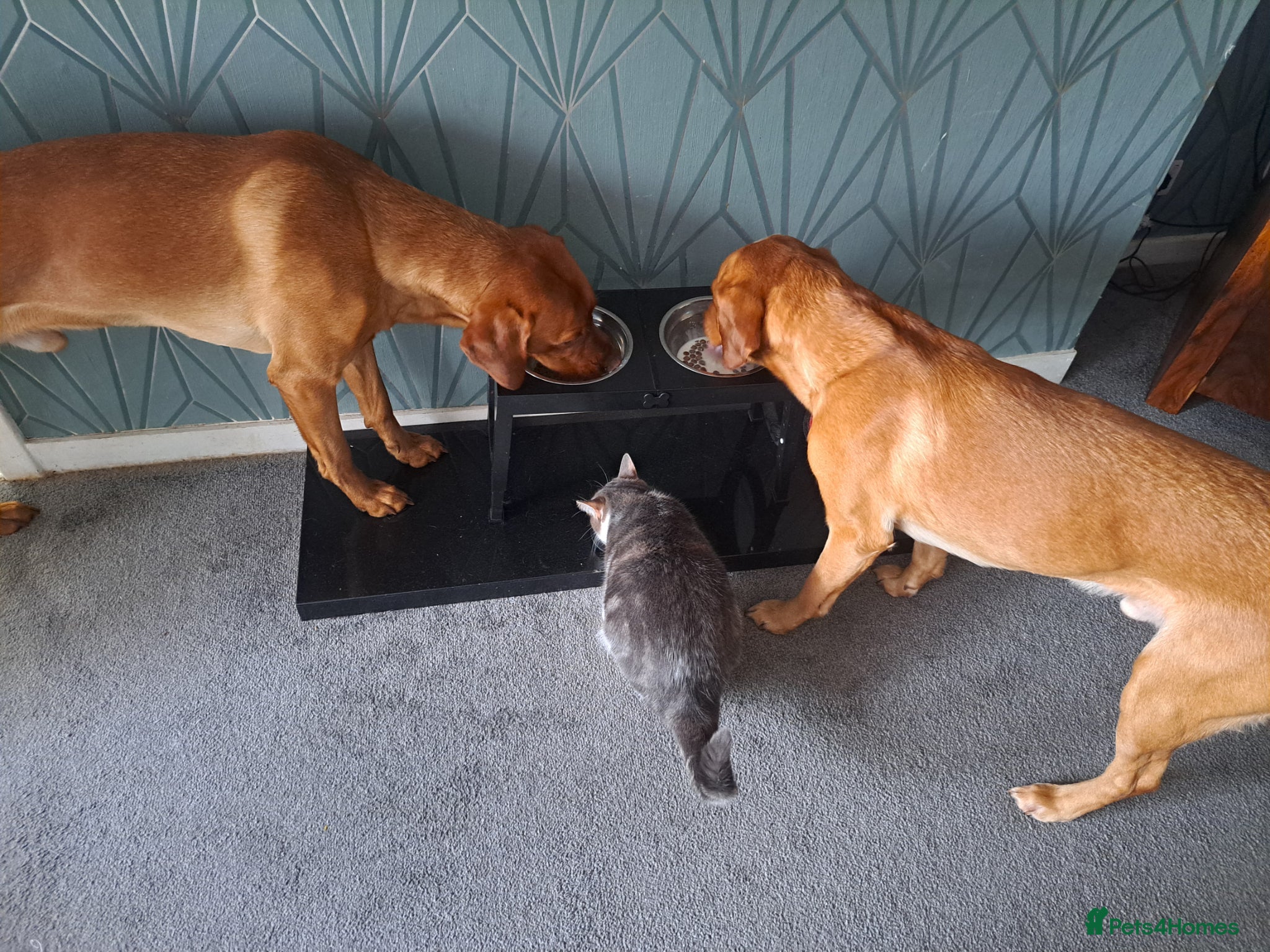 Labrador Retriever dogs for stud: STUD ONLY - Male fox red labrador retriever  - Advert 10