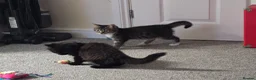 Mixed Breed cats for sale: Mainecoon cross tabby kittens £100 ONO - Advert 10