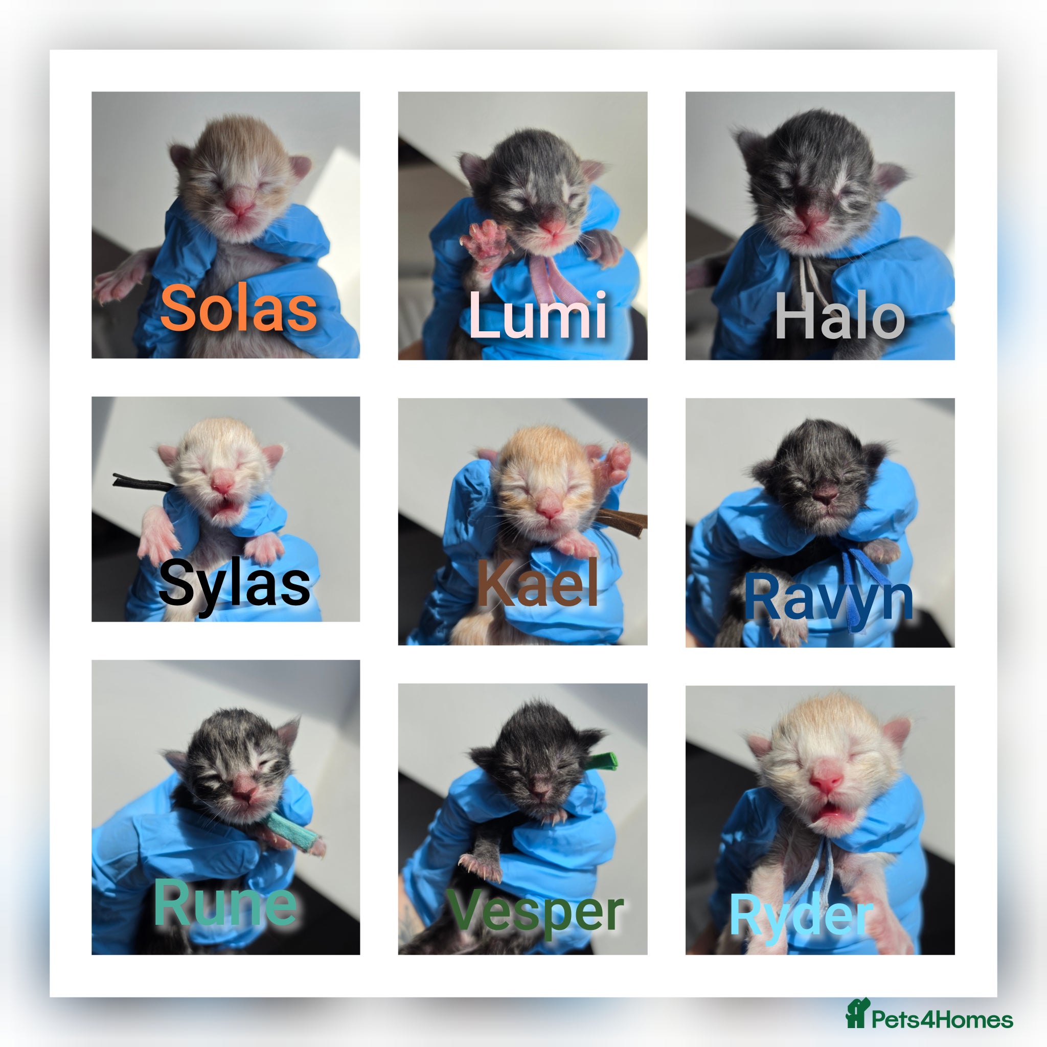 Maine Coon cats Beautiful TICA Registered Maine Coon Kittens - Advert 1