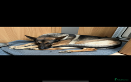 German Shepherd dogs for stud: German shepherd x Malinois for stud - Image 9