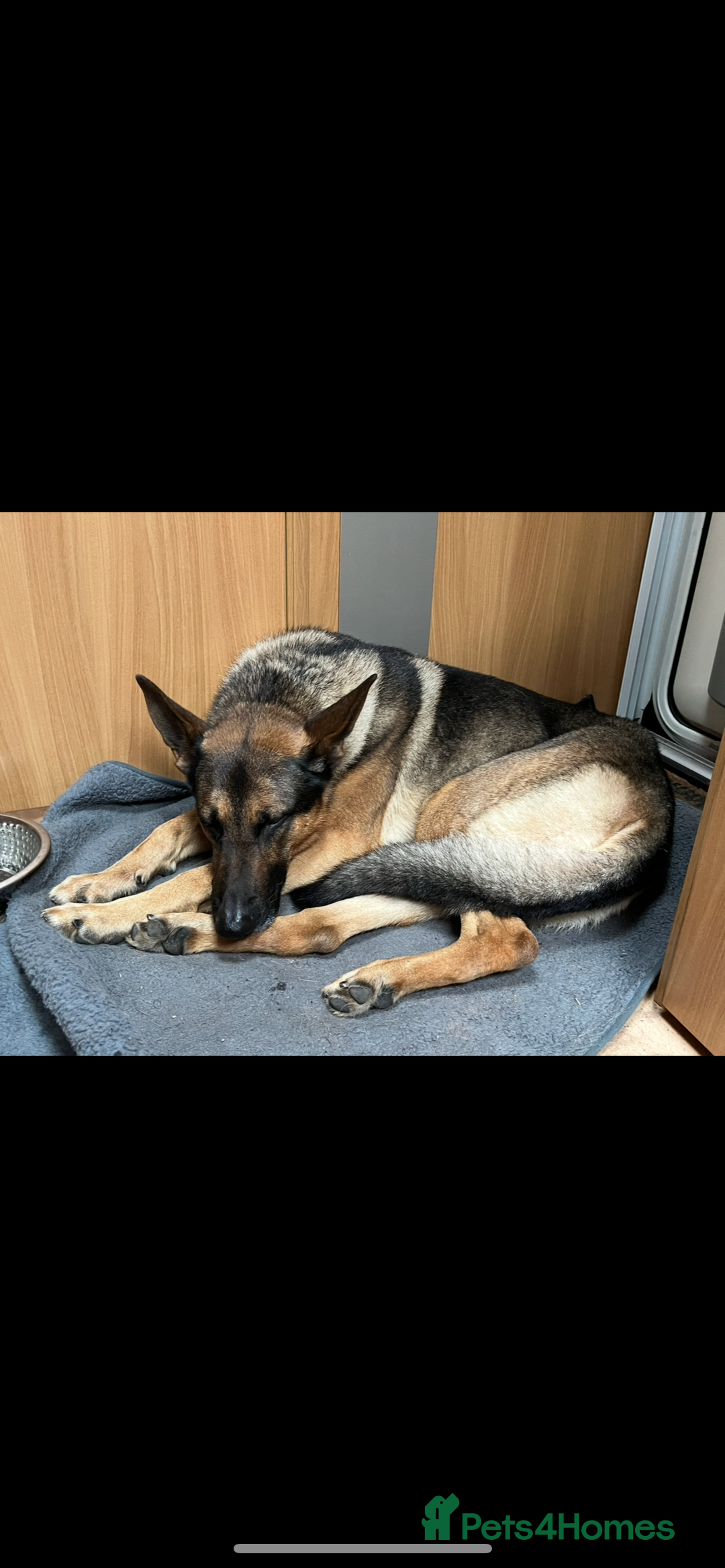 German Shepherd dogs for stud: German shepherd x Malinois for stud - Image 9