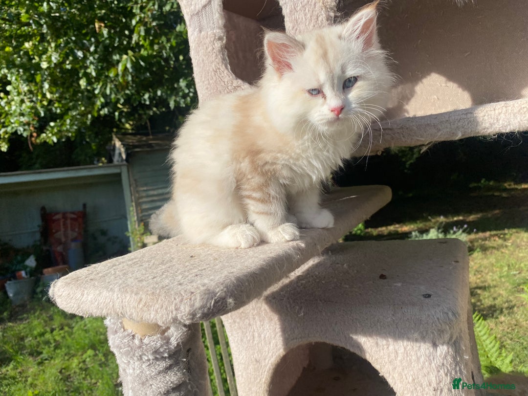 Siberian cats for sale: x5 Adorable Pure Siberian Kittens to re-home😻 - Image 21