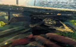 Turtle reptiles for sale: 2 Musk Turtles and 40 gallon tank set up - Image 6