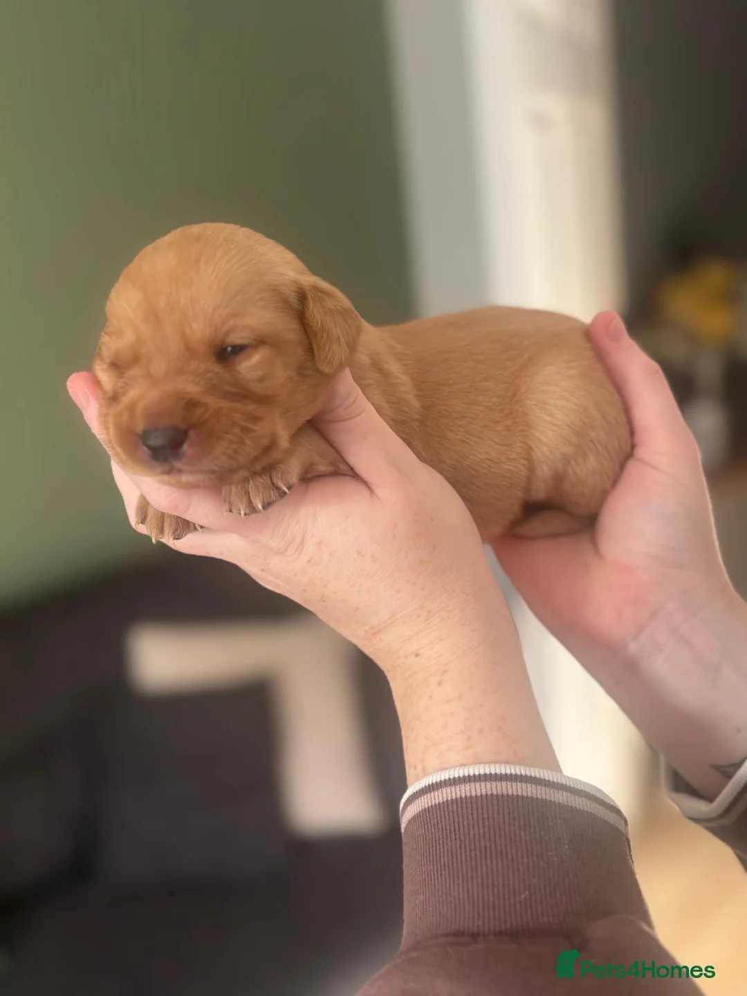 Labrador Retriever dogs for sale: 9 beautiful Labrador puppies for sale  in Worcester - Advert 2