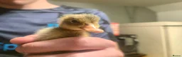 Ducks poultry for sale: 6 x Runner Duck Hatching Eggs - Ready now - Advert 8