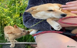 Miniature Pinscher dogs for adoption: Lisa’s Story: Saved Minutes Before Death - Image 8