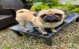 Pug dogs for stud: Jack and Victor -Glaswegian pug brothers for stud - Image 11