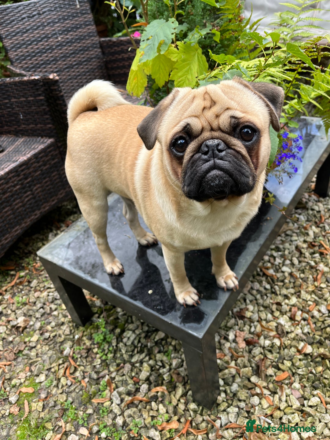 Pug dogs for stud: Jack and Victor -Glaswegian pug brothers for stud - Image 11