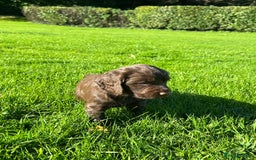 Cocker Spaniel dogs for sale: Exceptional KC Working Cocker Spaniel Puppies - Image 7
